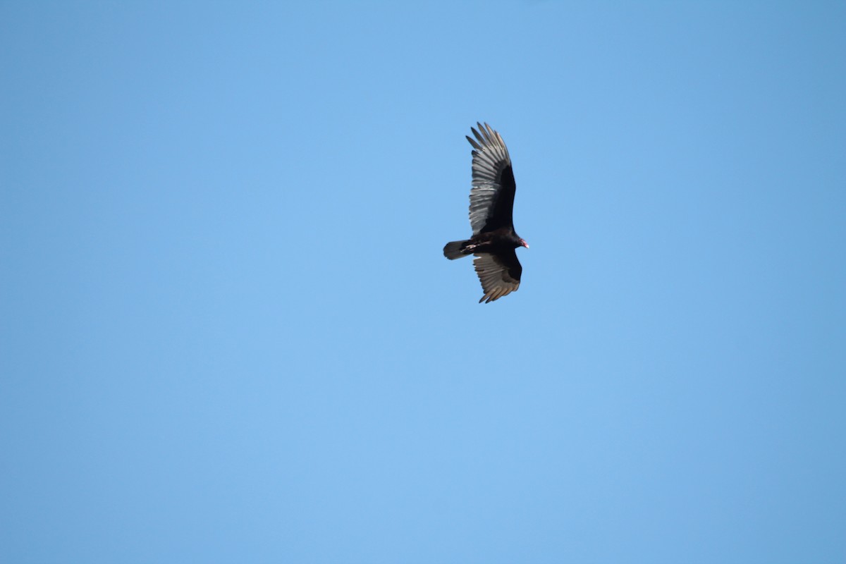 Turkey Vulture - ML57278861