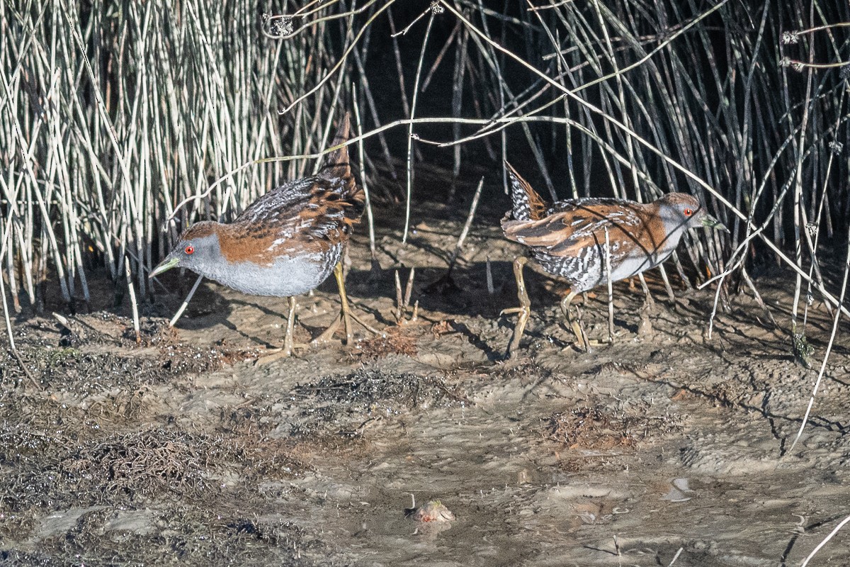 Baillon's Crake - ML572789051