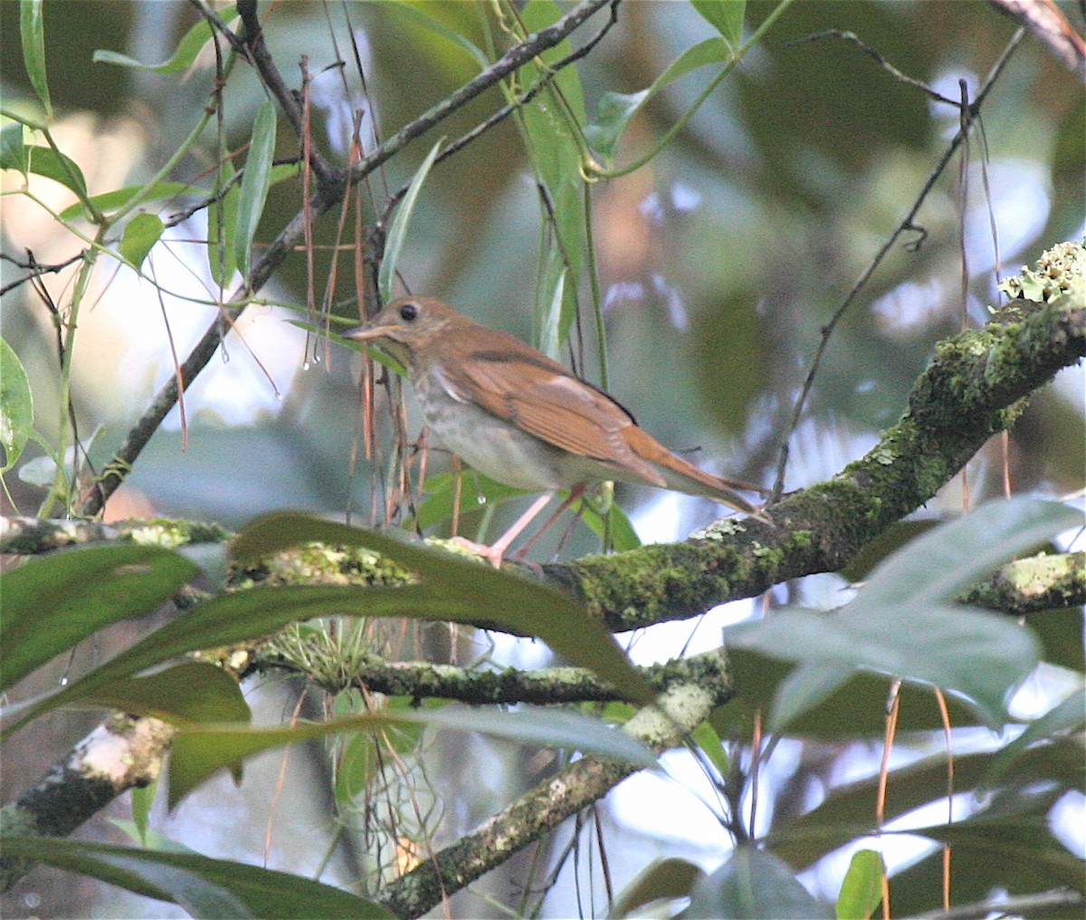 Veery - Robert Wallace