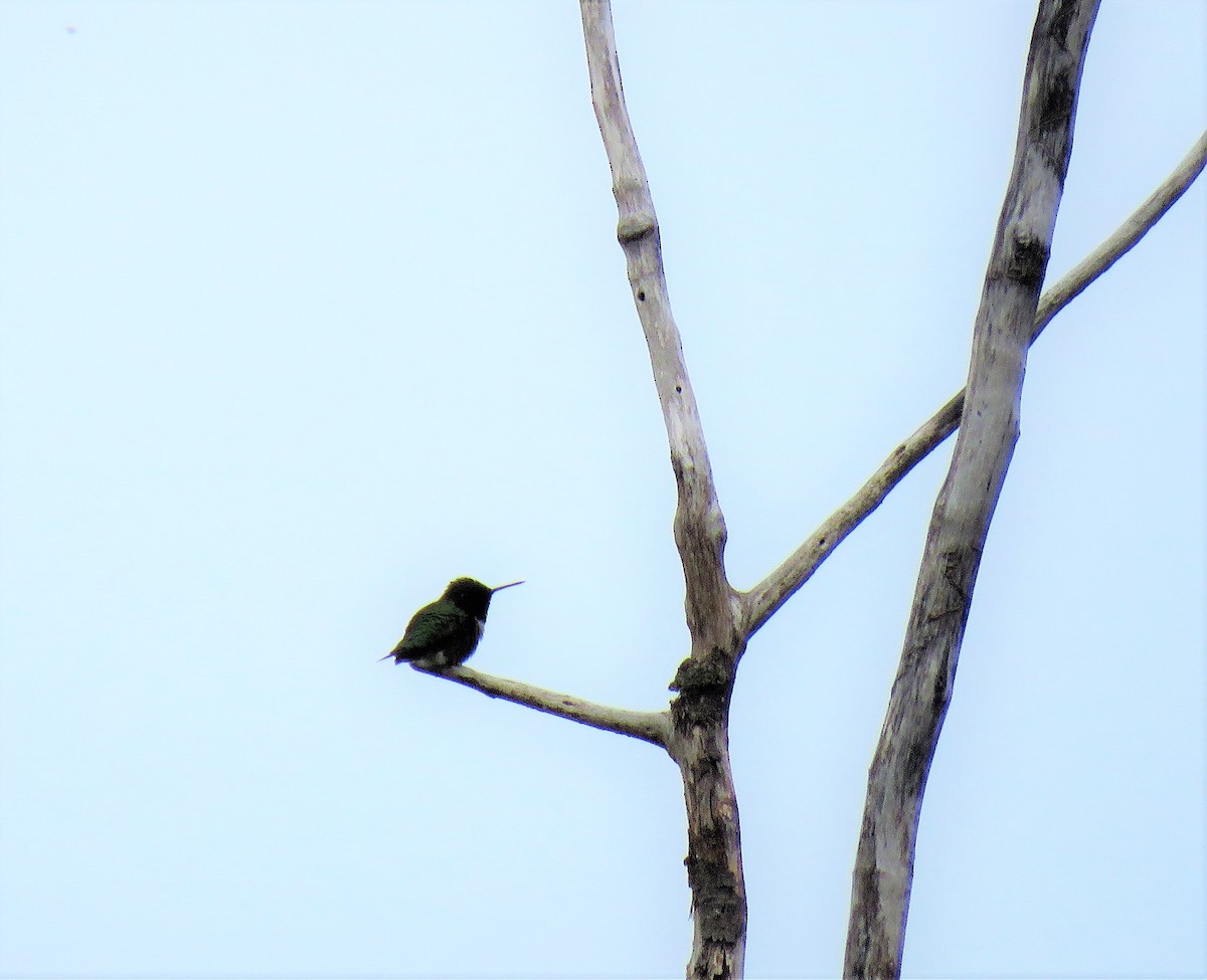 Ruby-throated Hummingbird - ML572790041