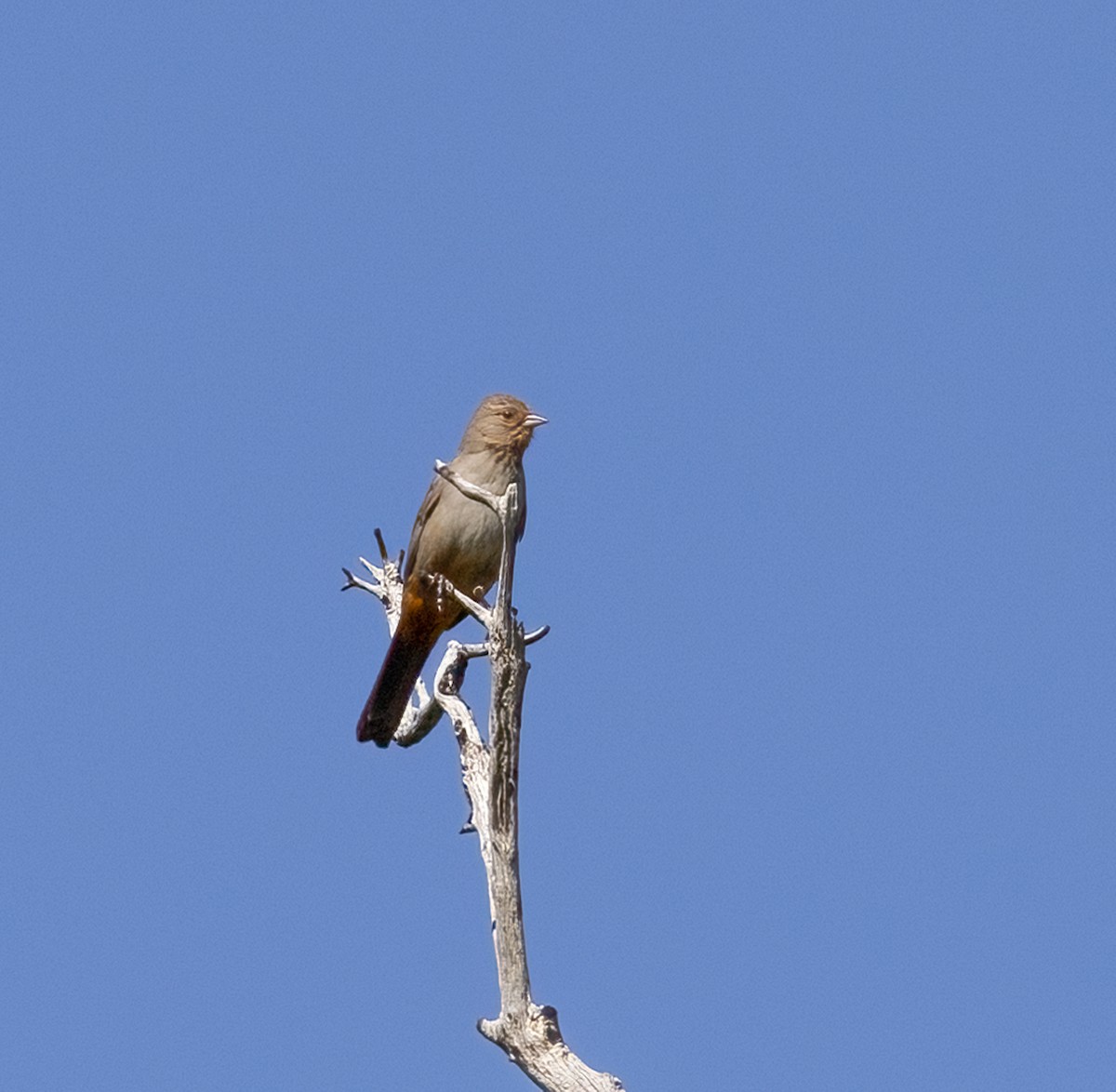 California Towhee - ML572790891