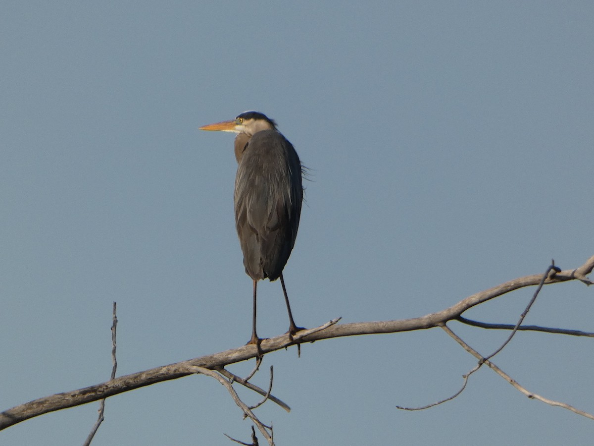 Great Blue Heron - Marieta Manolova