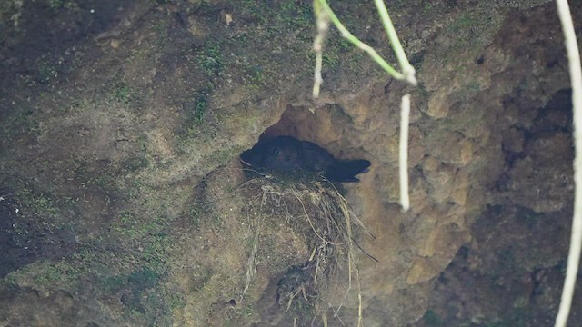 Chestnut-collared Swift - ML572791201