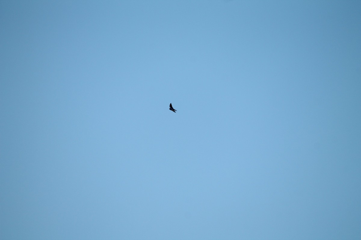 Purple Martin - ML57279121