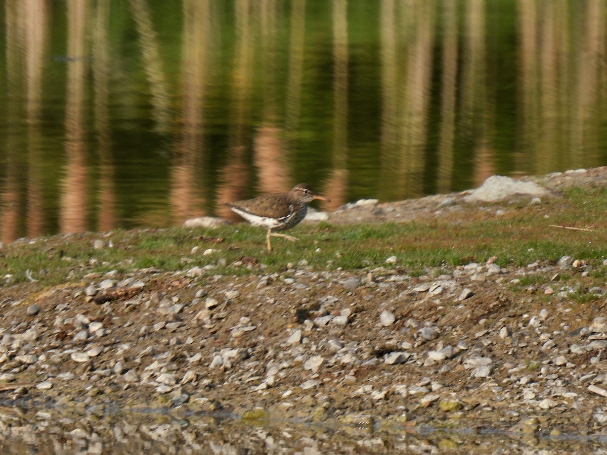 Spotted Sandpiper - ML572791501