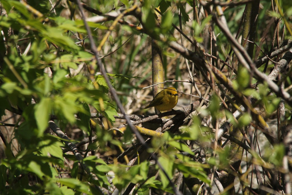 Yellow Warbler - ML57279281