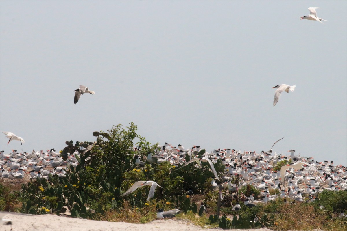 Royal Tern - ML57279291