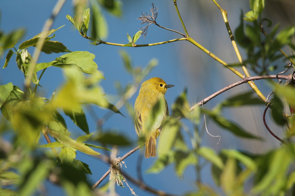 Yellow Warbler - ML57279301