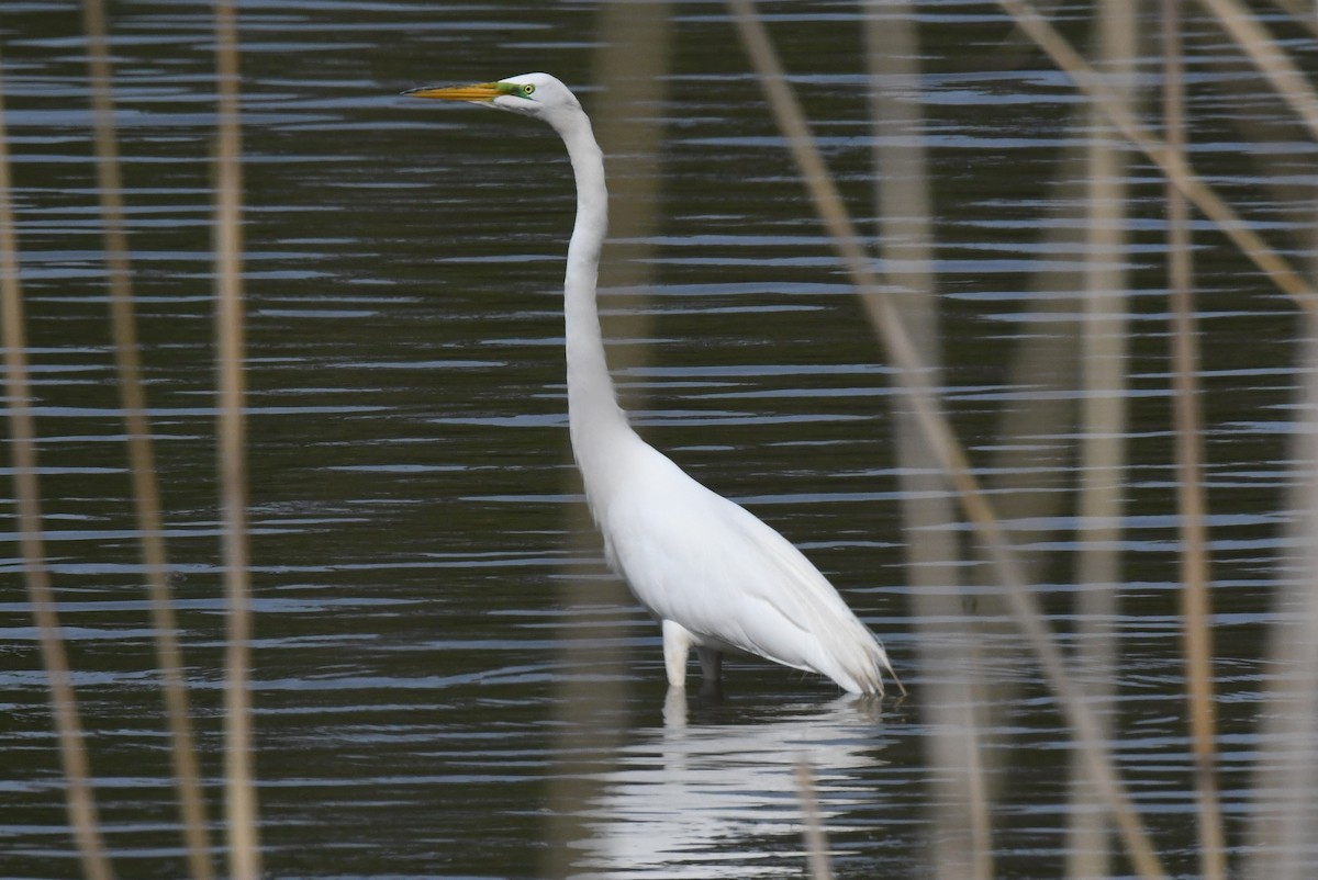 Great Egret - Michael Hatton