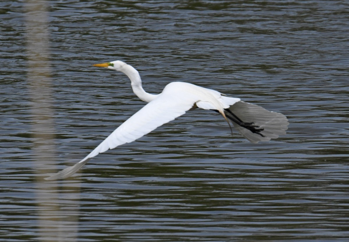 Great Egret - ML572793151