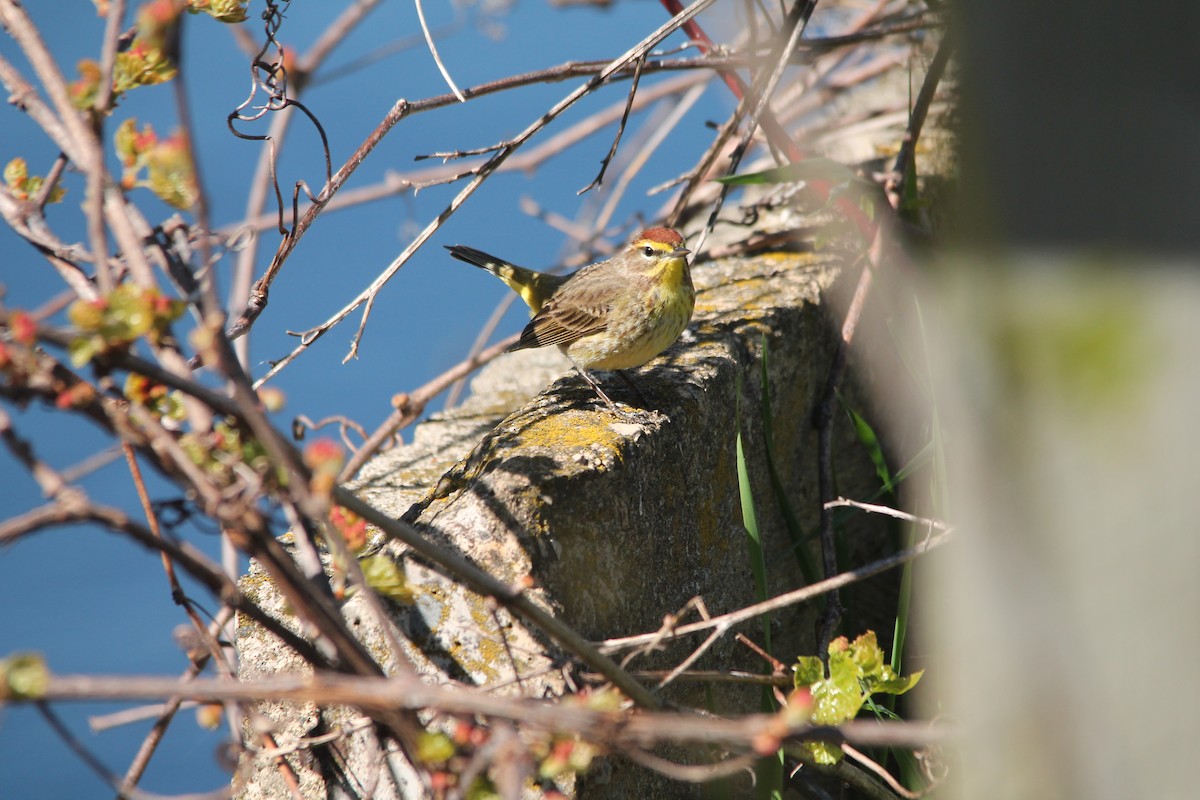 Palm Warbler - Mark Benson