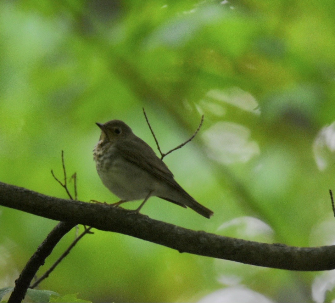 Swainson's Thrush - ML572793481