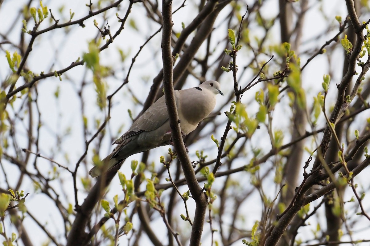 Eurasian Collared-Dove - ML572793551