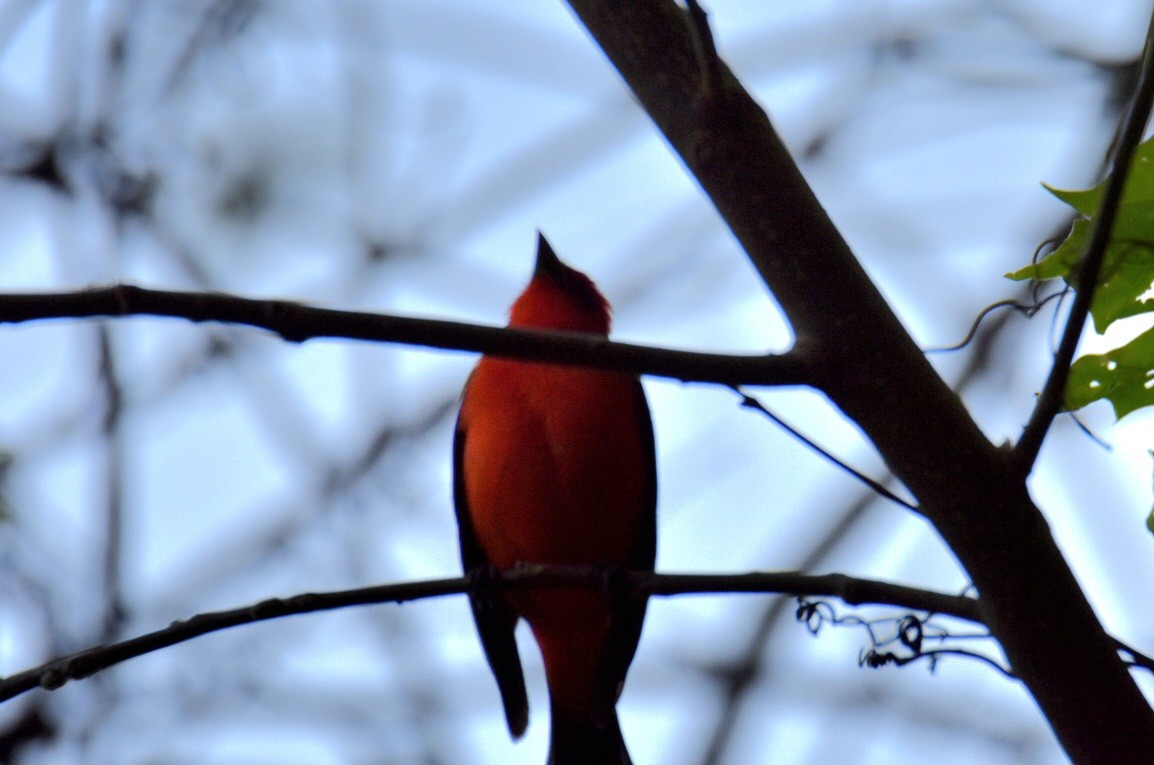 Scarlet Tanager - ML572793731