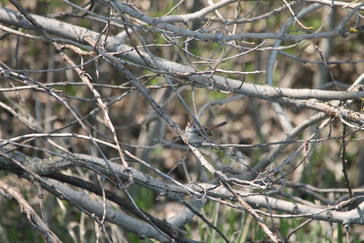 Swamp Sparrow - ML57279401