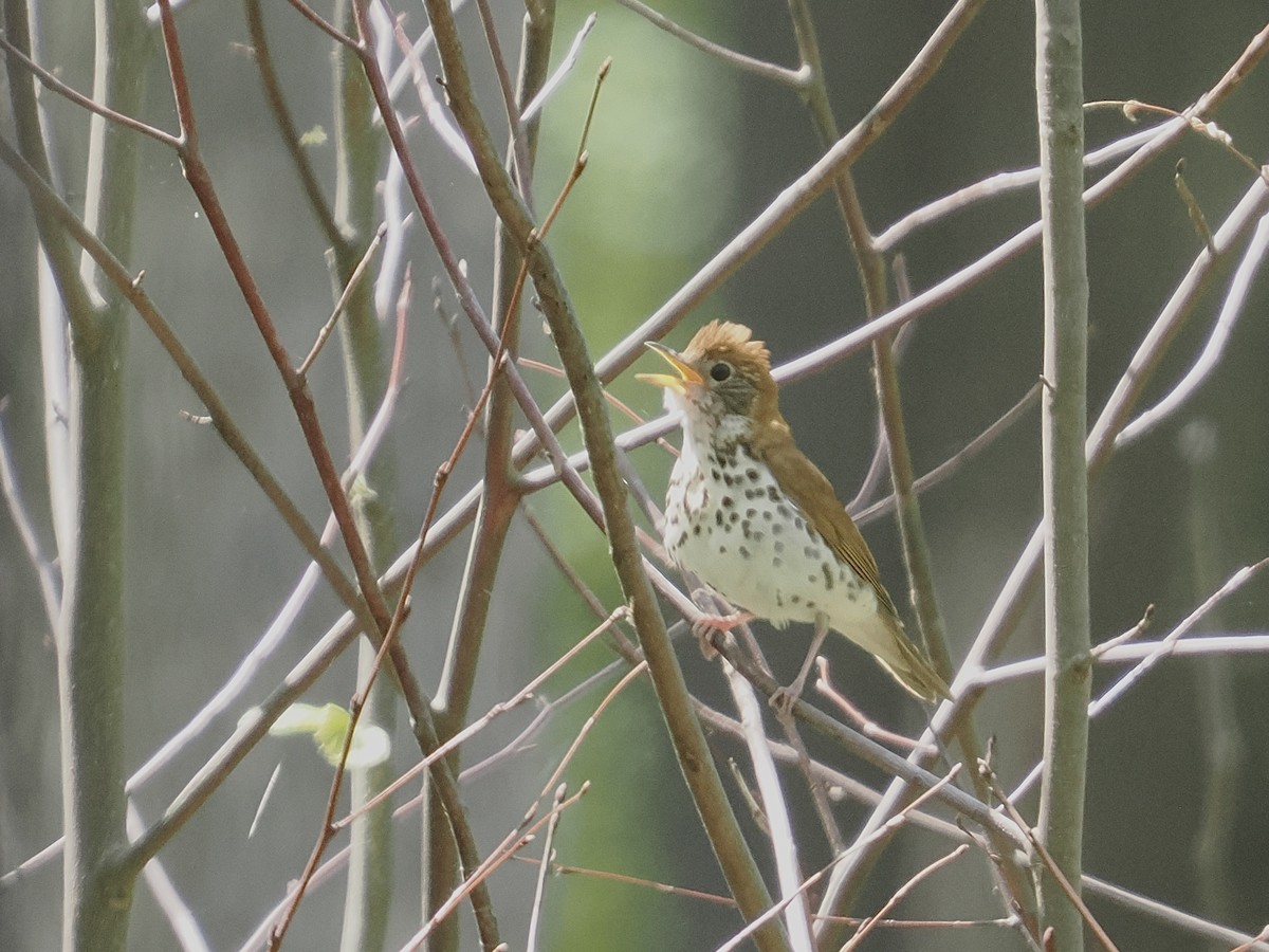 Wood Thrush - ML572794061