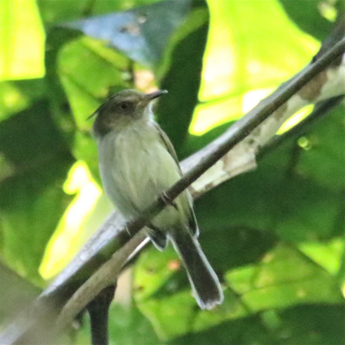 White-bellied Tody-Tyrant - Fito Downs