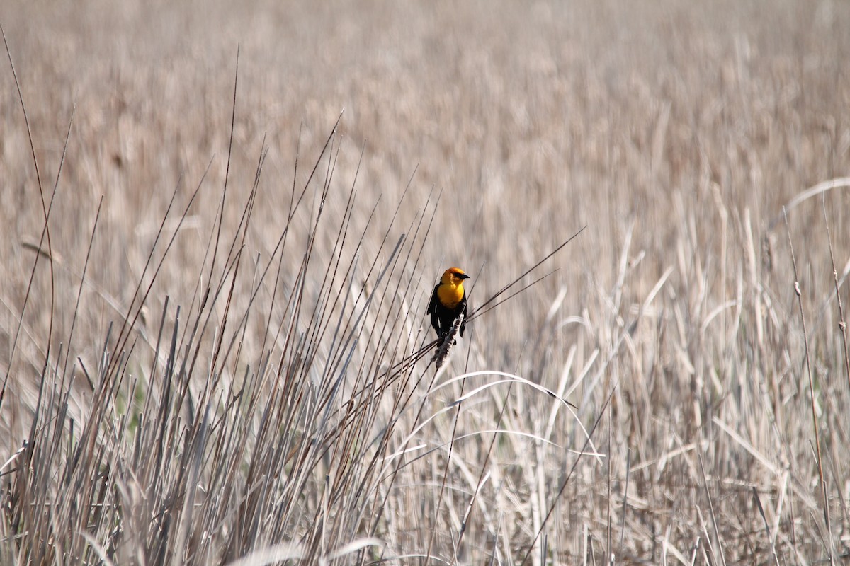 Yellow-headed Blackbird - ML57279501