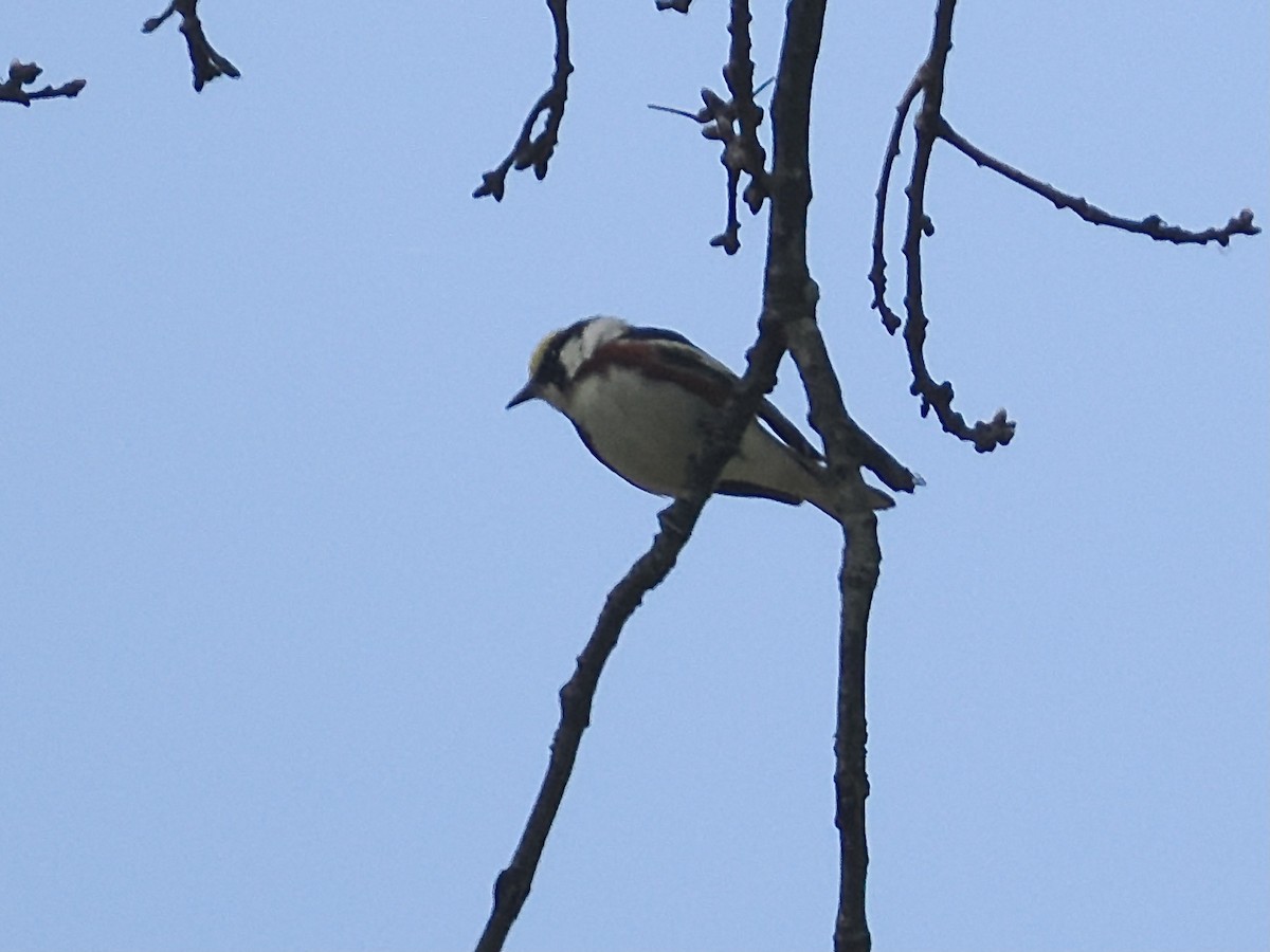 Chestnut-sided Warbler - ML572795281