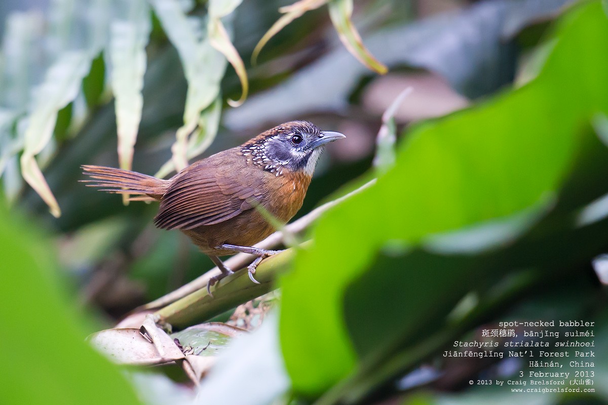 Spot-necked Babbler - Craig Brelsford