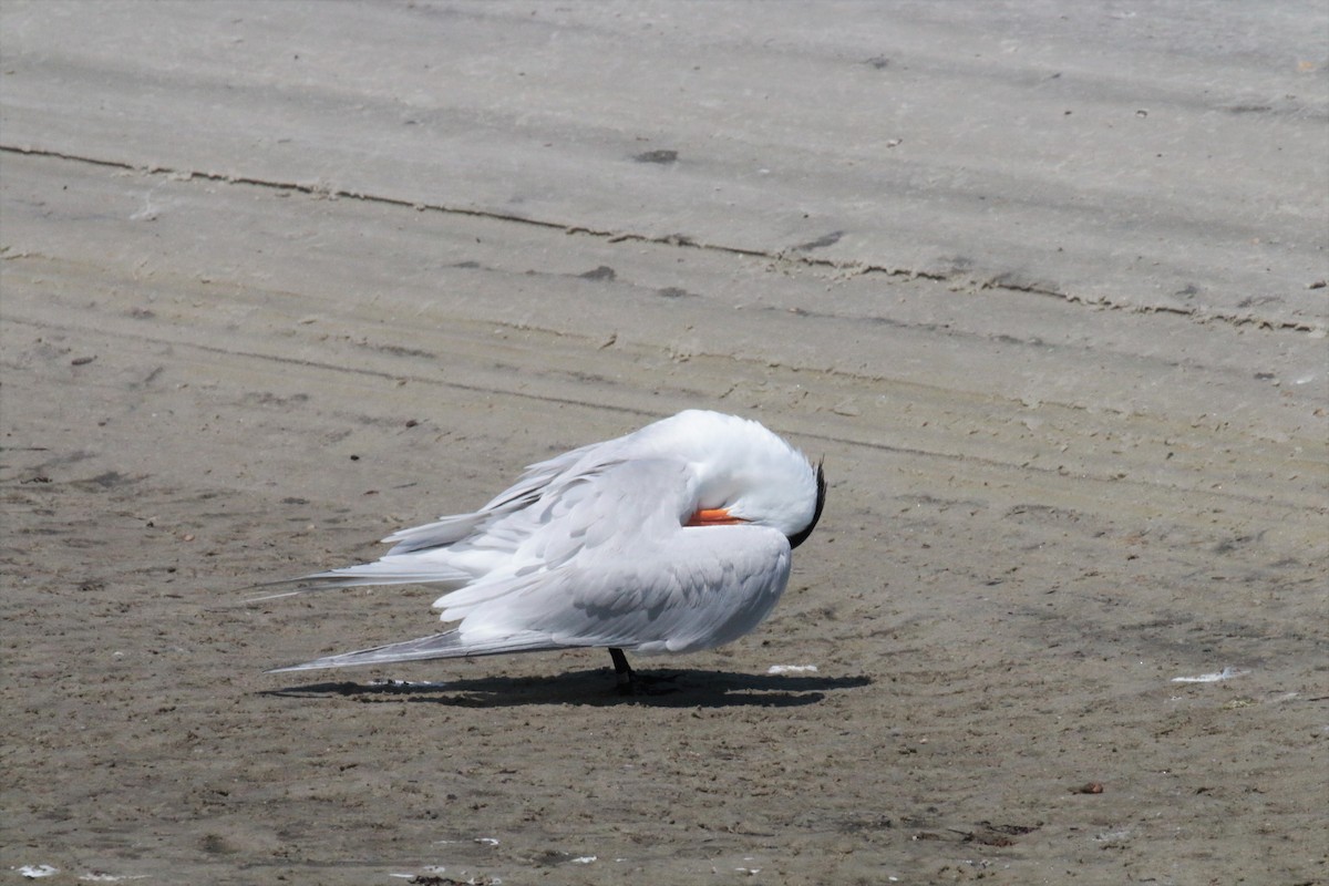 Royal Tern - ML57279681