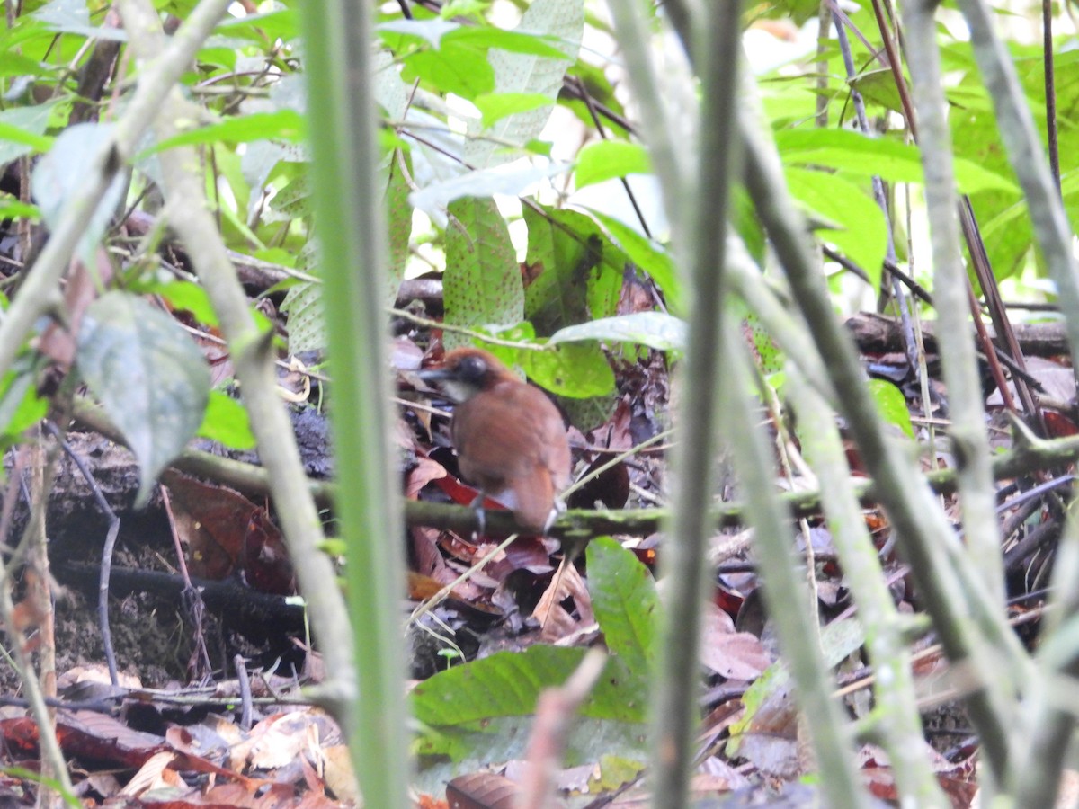 Bicolored Antbird - ML572797541
