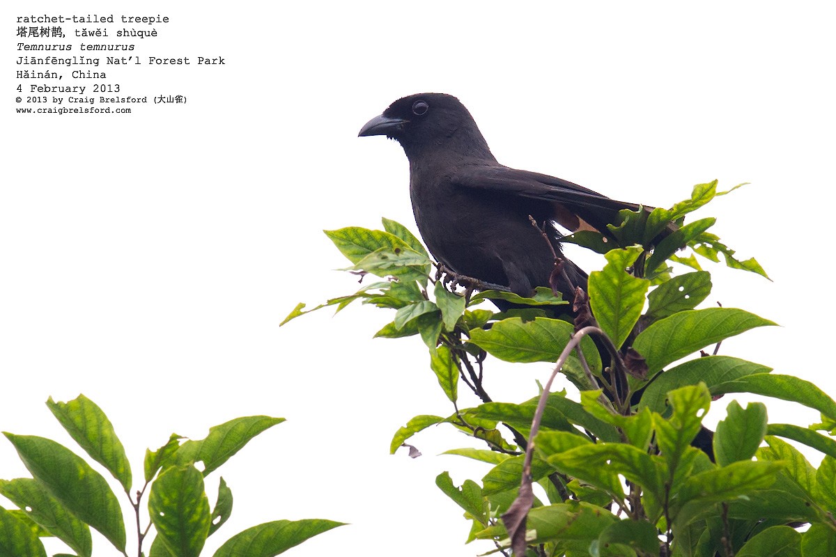 Ratchet-tailed Treepie - Craig Brelsford