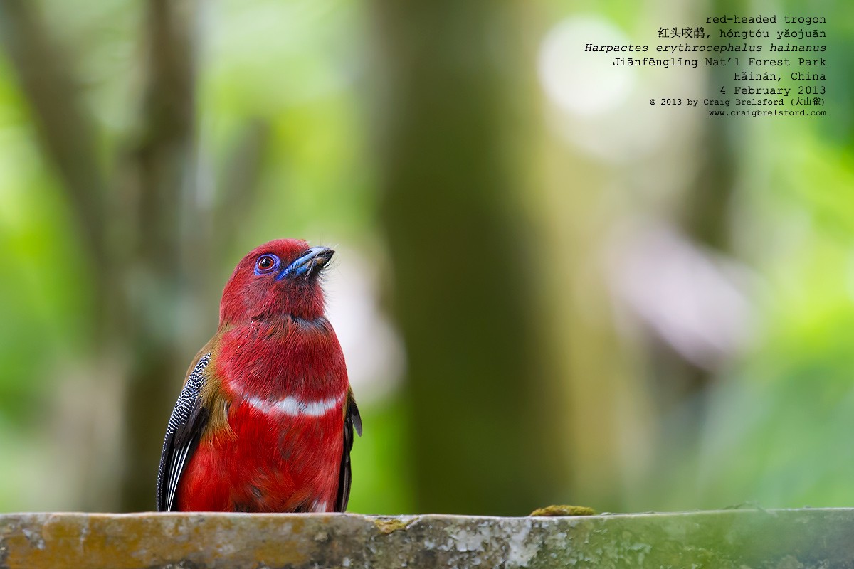 Red-headed Trogon - ML57279971