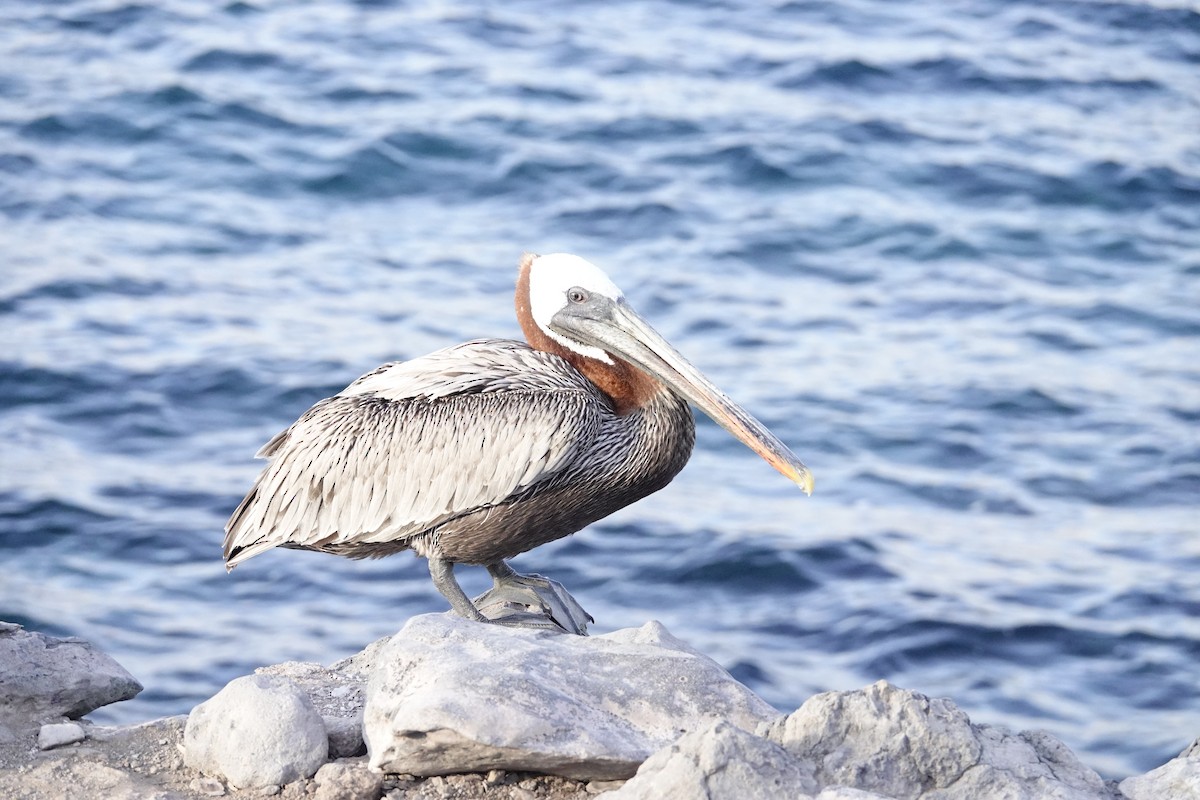 pelikán hnědý - ML572799891