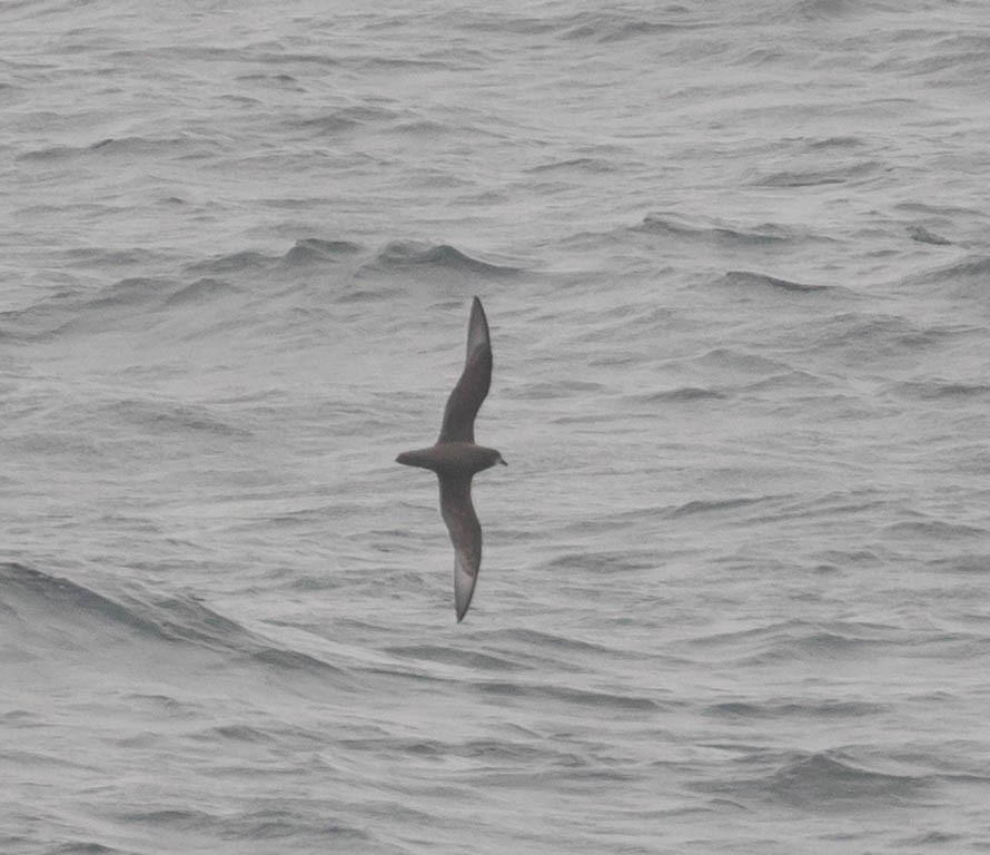 Murphy's Petrel - ML57280011