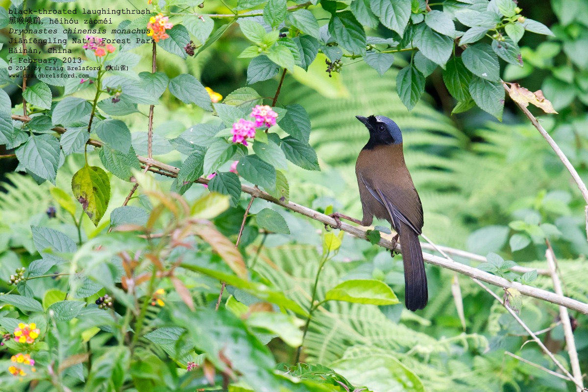 Black-throated Laughingthrush - Craig Brelsford