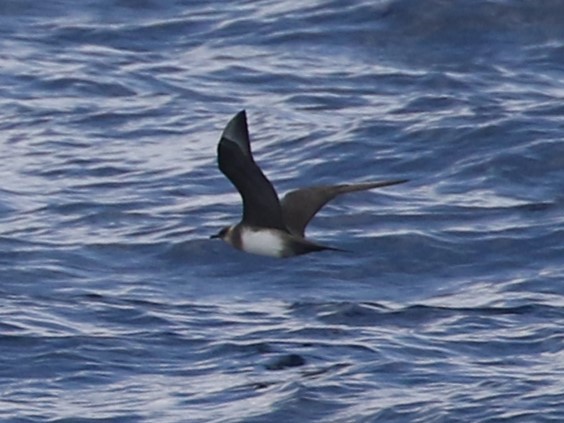 Parasitic Jaeger - Steve Calver