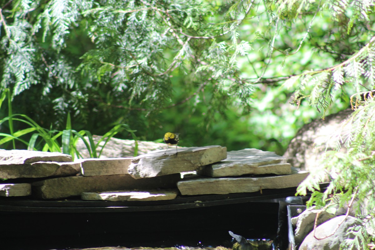 Black-throated Green Warbler - William Going