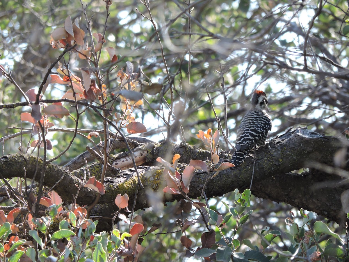 Striped Woodpecker - ML572801431