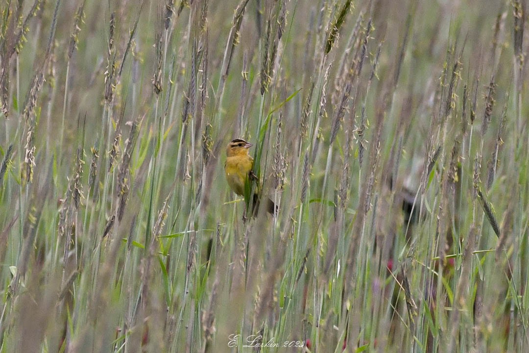 Bobolink - ML572801681