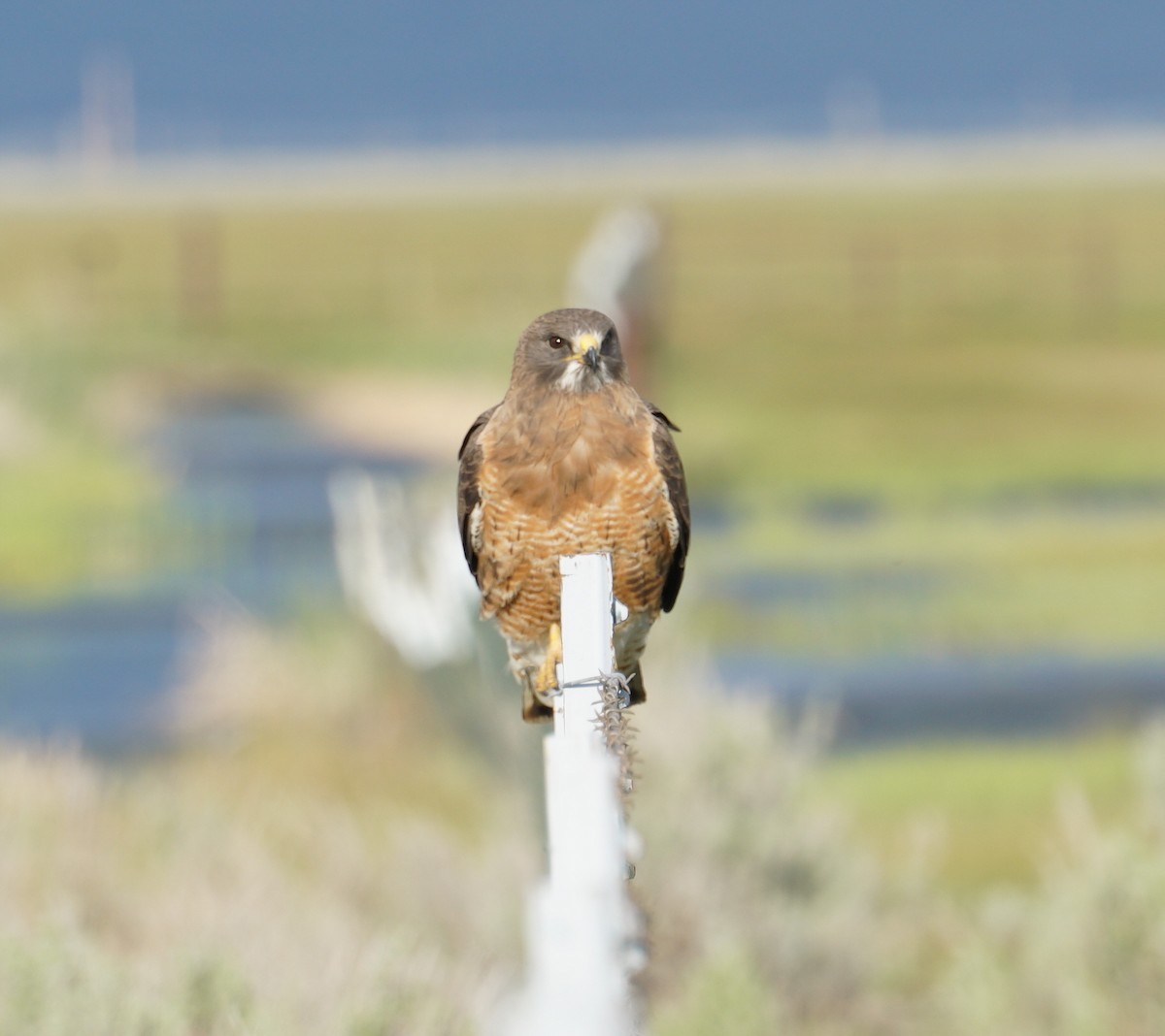 Swainson's Hawk - ML572801751