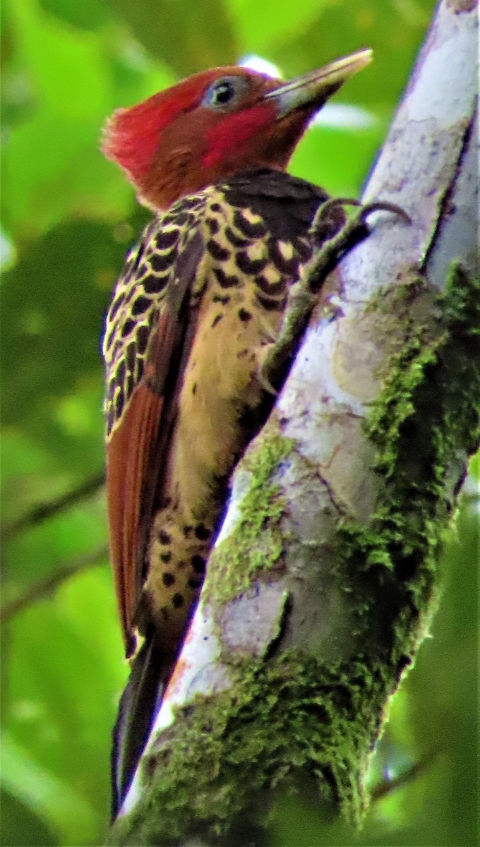 Rufous-headed Woodpecker - Fleyder Ovidio Muriel Canamejoy