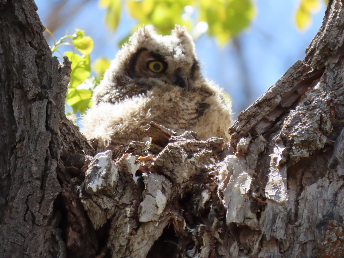 Great Horned Owl - ML572803231