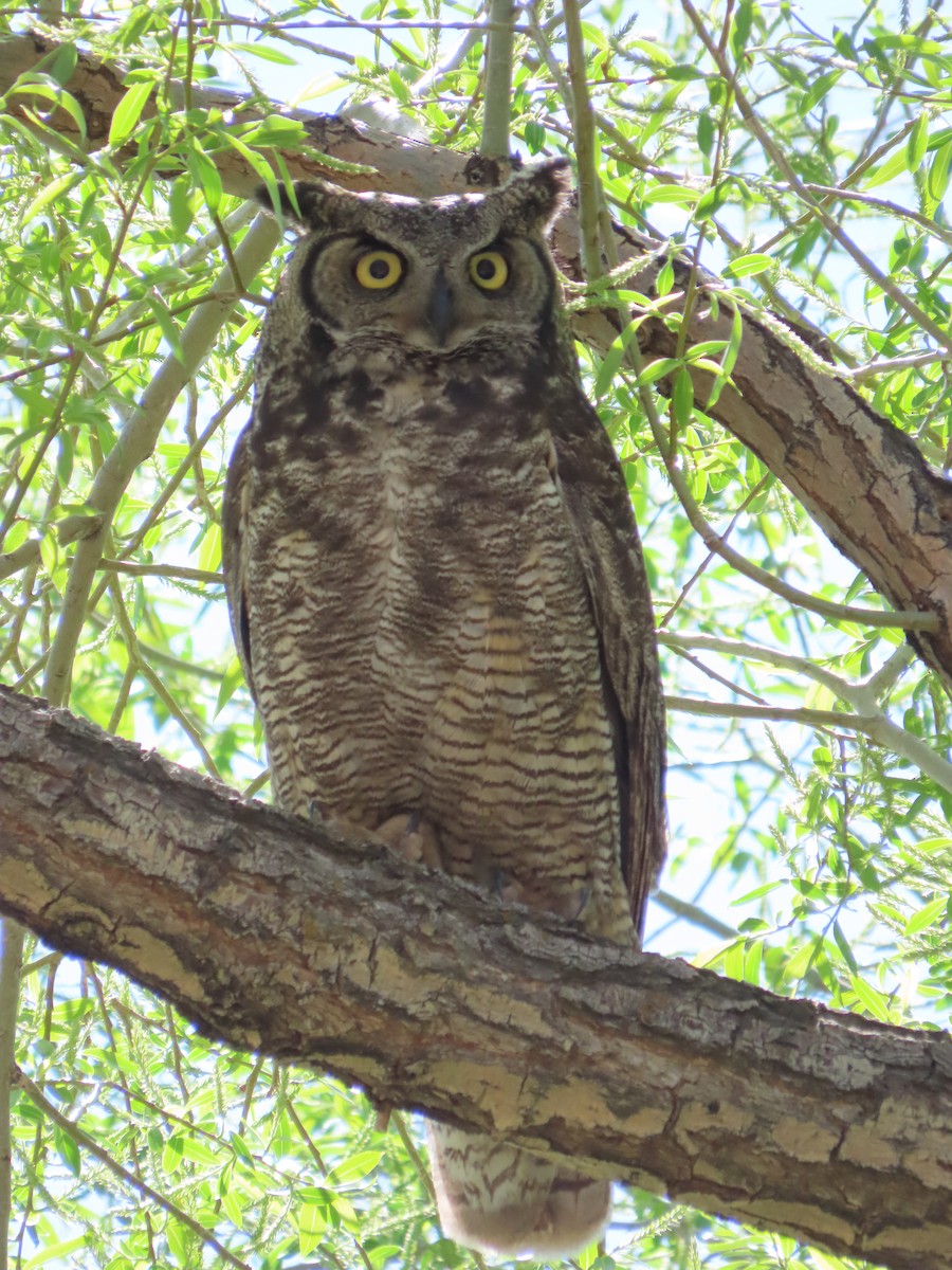 Great Horned Owl - ML572803321