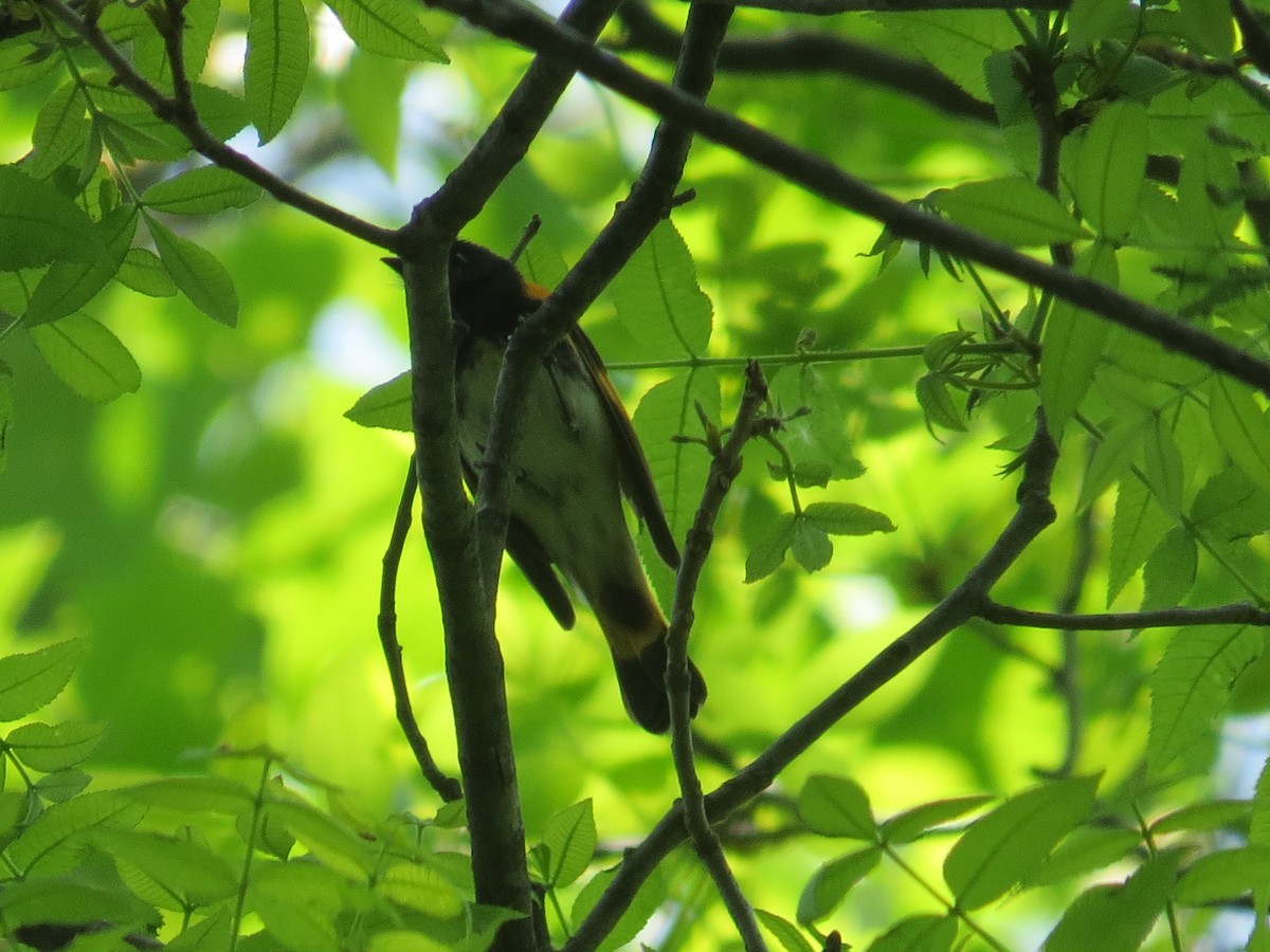 American Redstart - ML572803871