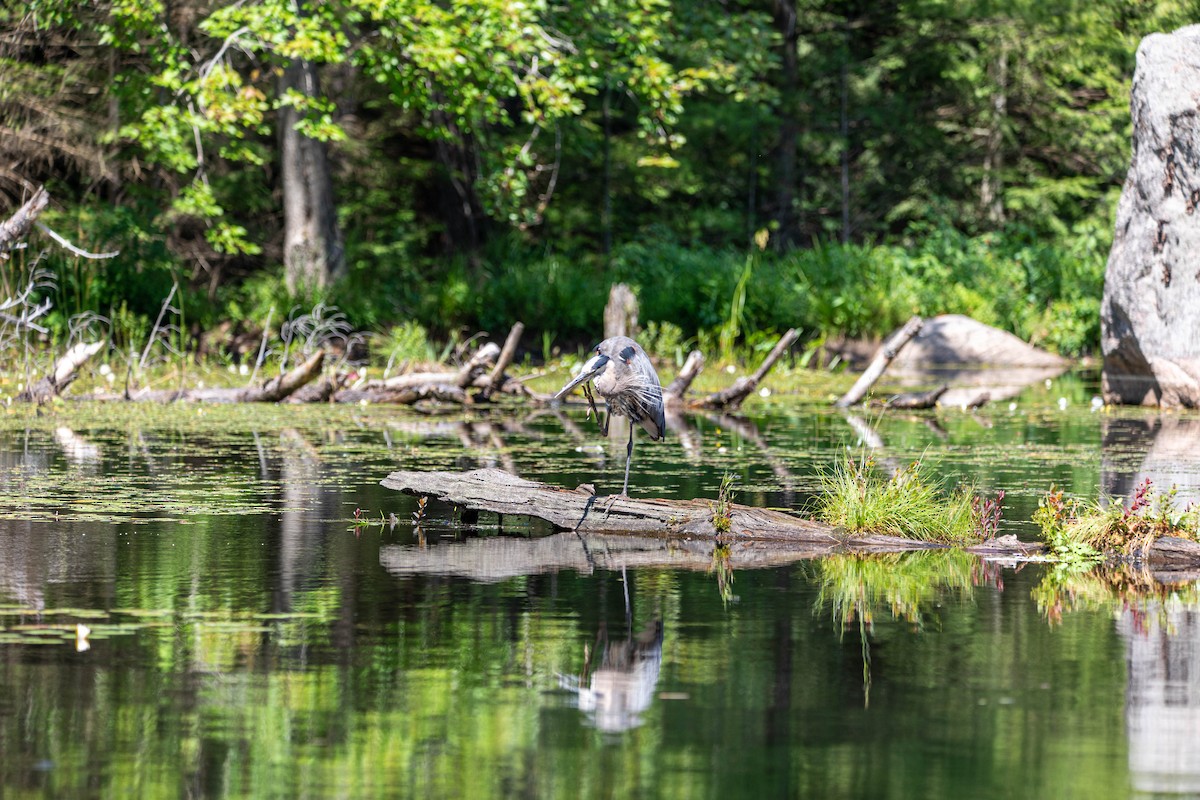 Great Blue Heron - ML572804301