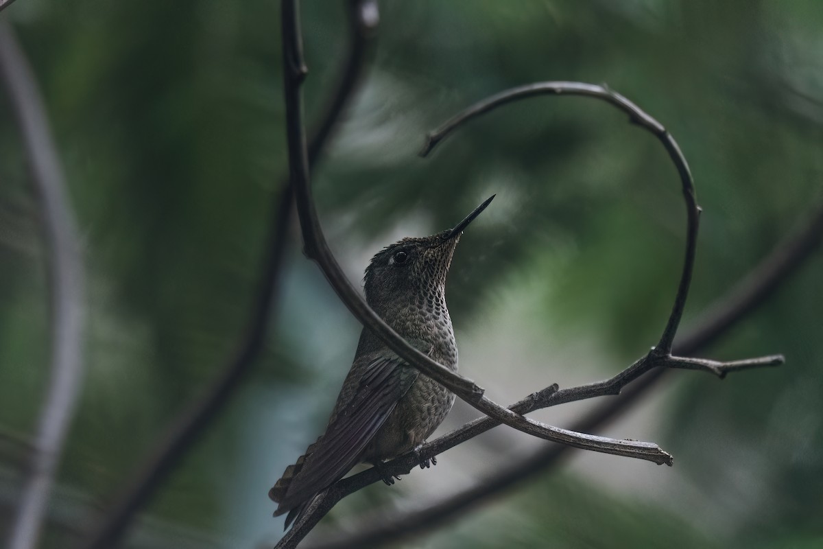Green-backed Firecrown - ML572805101