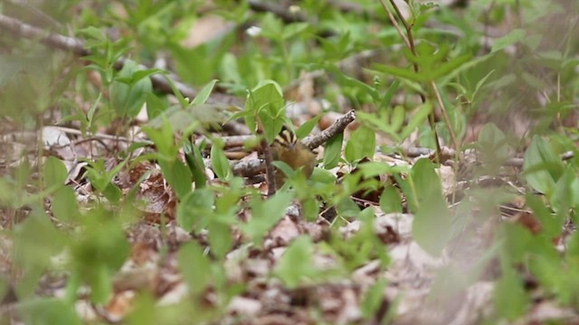 Paruline vermivore - ML572805201