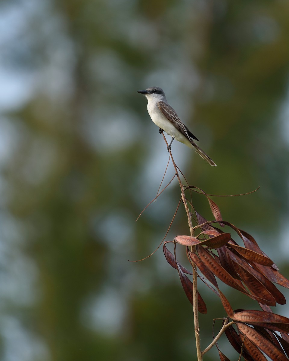 Gray Kingbird - ML572805341