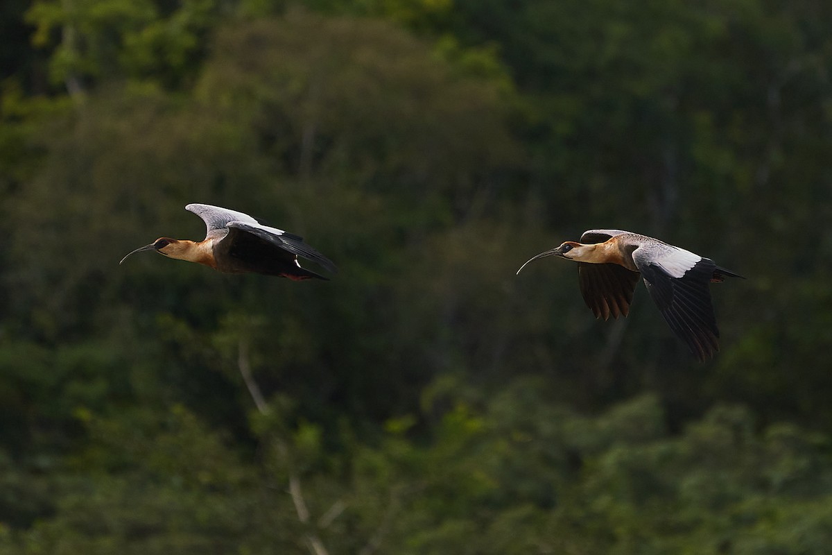 ibis bělokřídlý - ML572805371