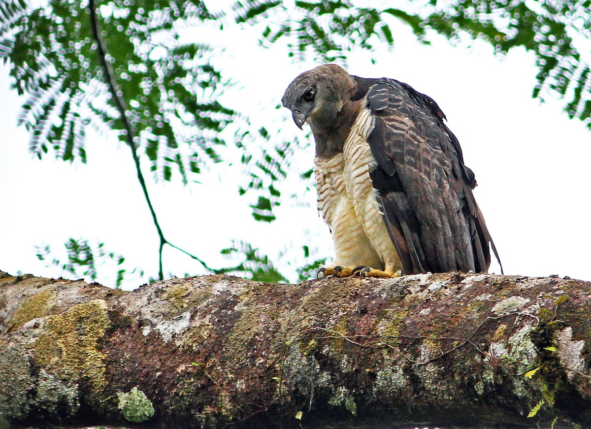 Crested Eagle - Andrew Spencer