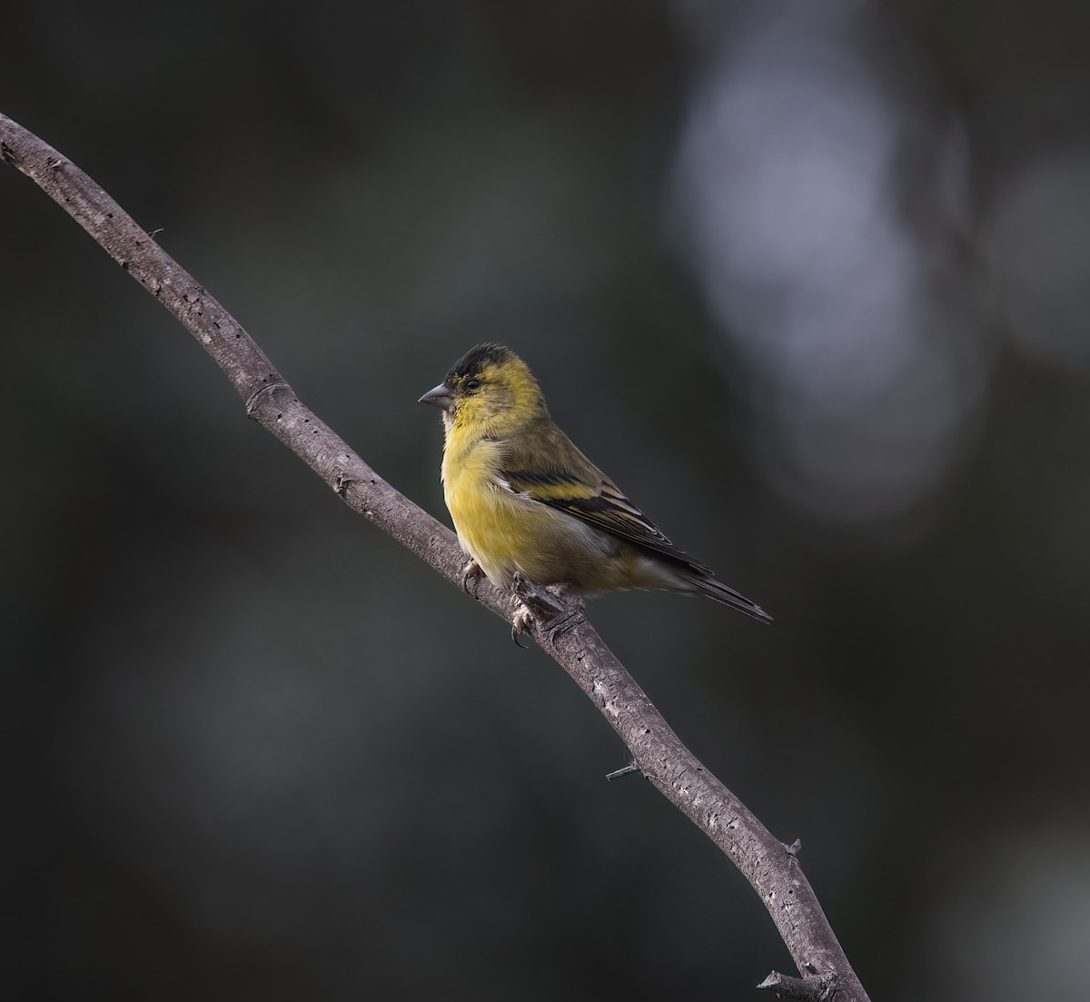 Black-chinned Siskin - ML572806591