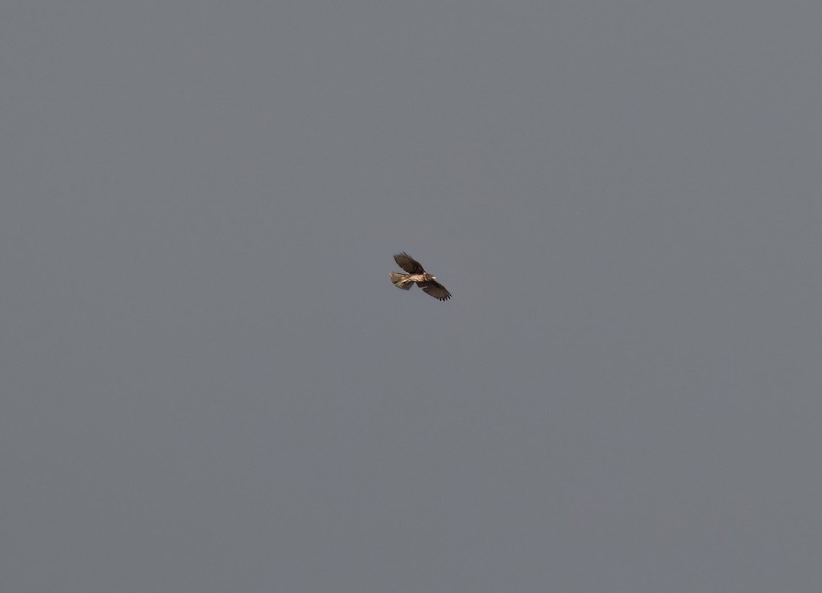 Poiana di Harris - ML572806861