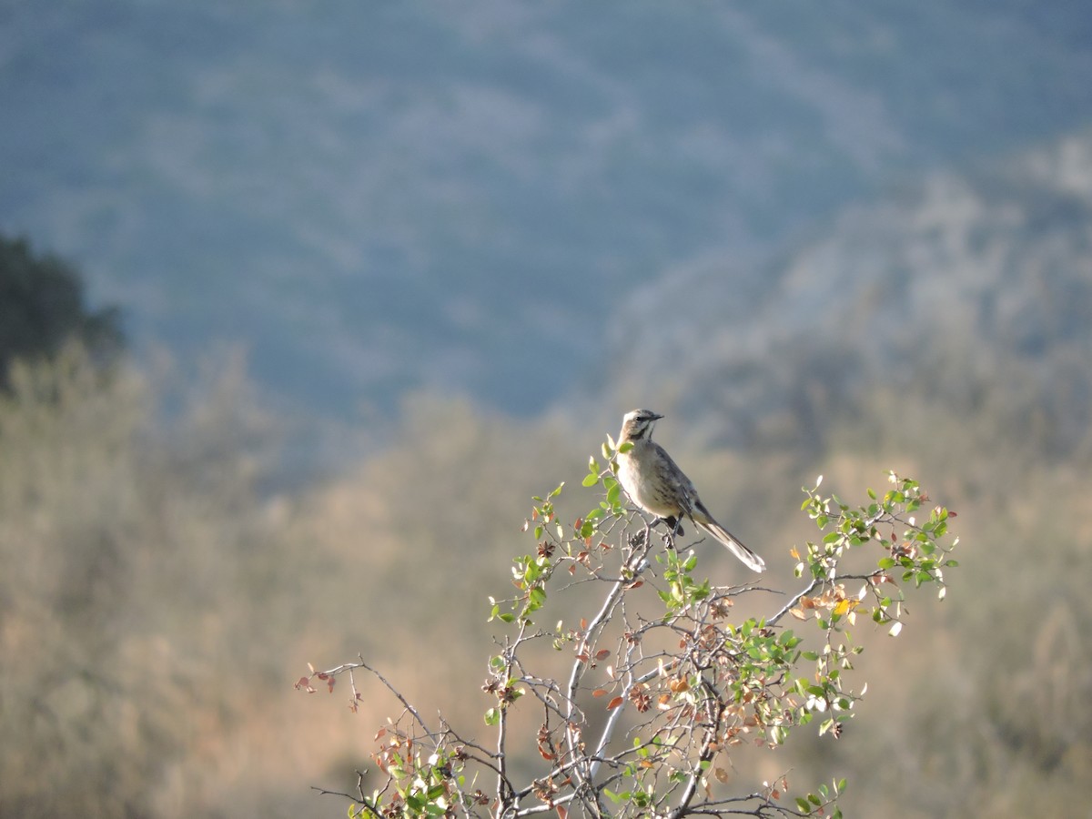 Chilean Mockingbird - ML572807251