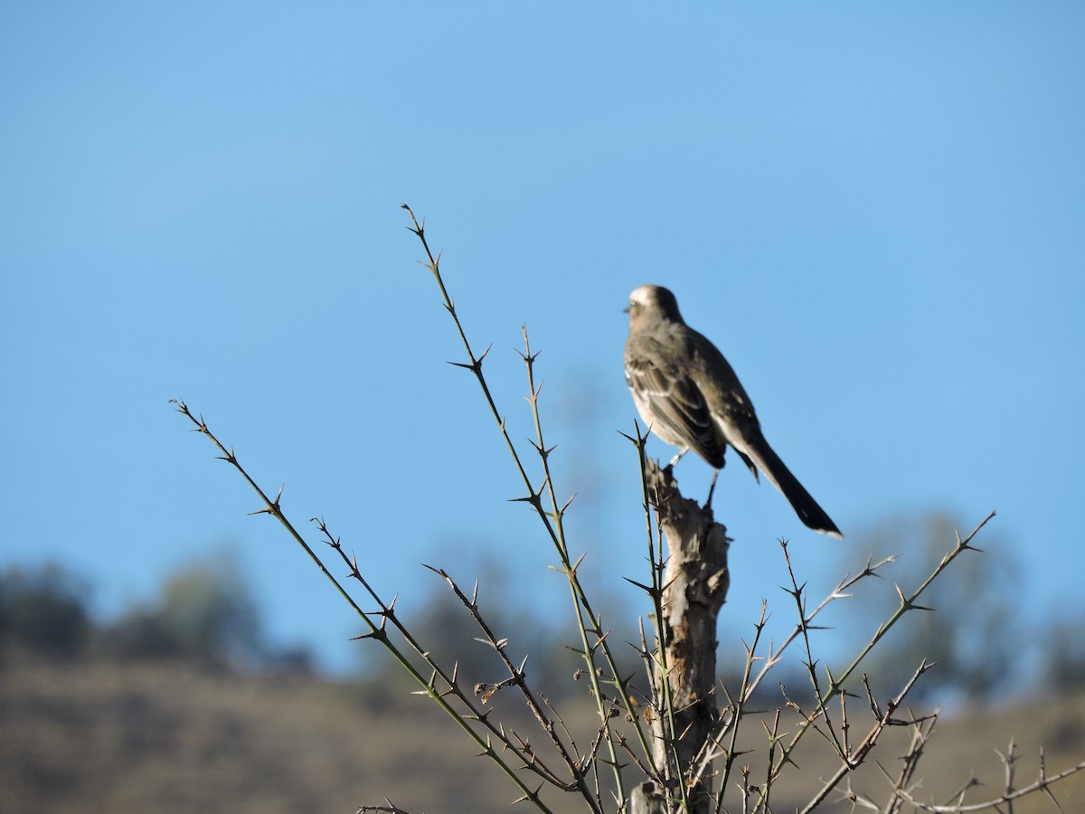 Chilean Mockingbird - ML572807361